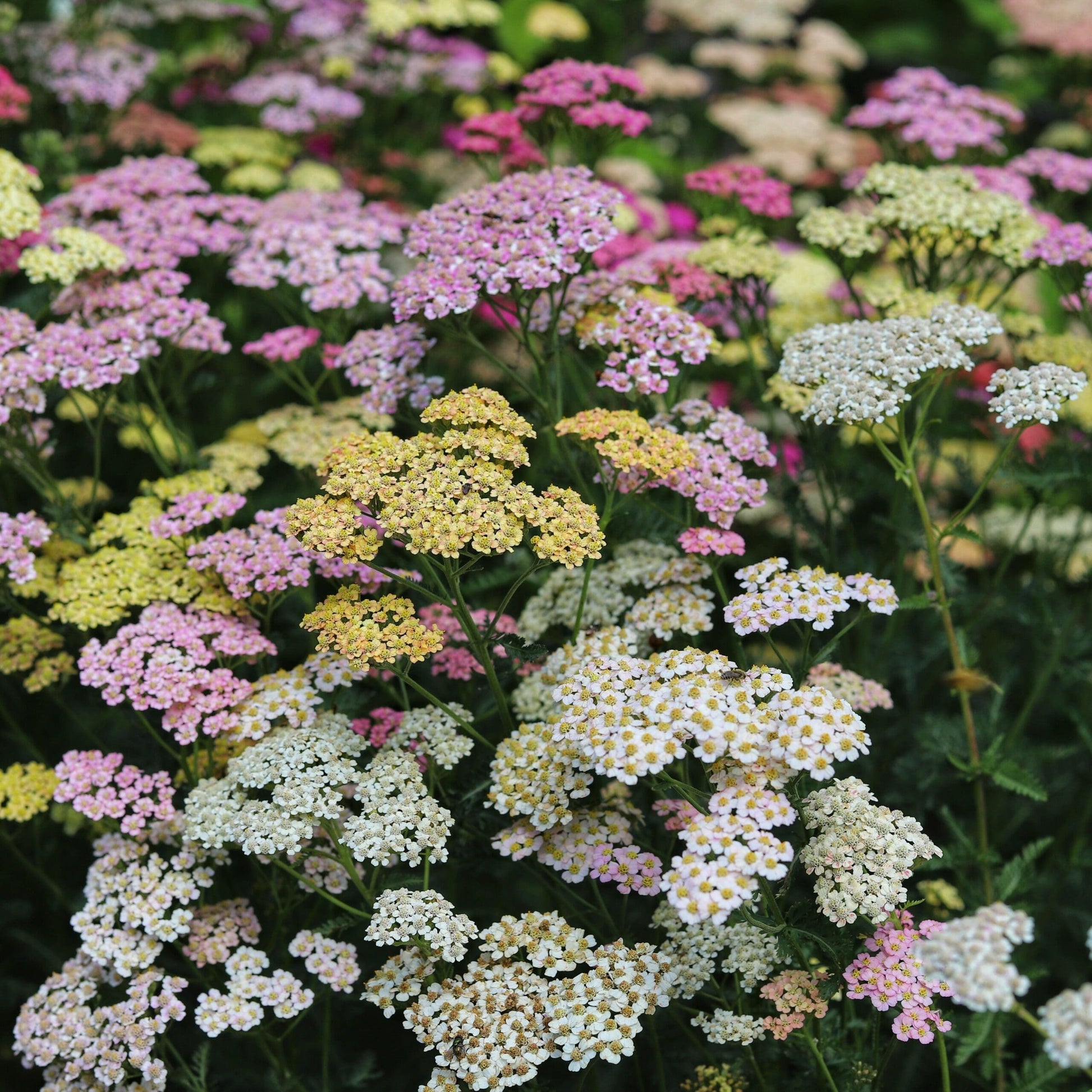Purple Achillea / Yarrow Seeds for Beautiful Purple Blooms