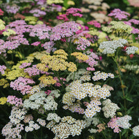Purple Achillea / Yarrow Seeds for Beautiful Purple Blooms
