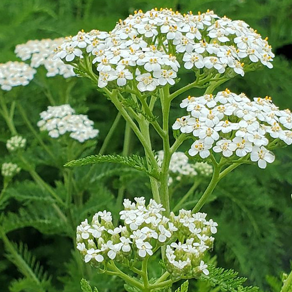 Purple Achillea / Yarrow Seeds for Beautiful Purple Blooms