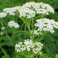 Purple Achillea / Yarrow Seeds for Beautiful Purple Blooms