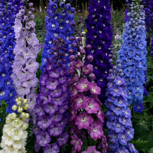 DELPHINIUM AJACIS Mixed Flower Seeds for Planting in Flower Bed