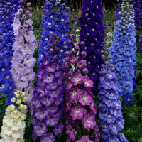 DELPHINIUM AJACIS Mixed Flower Seeds for Planting in Flower Bed
