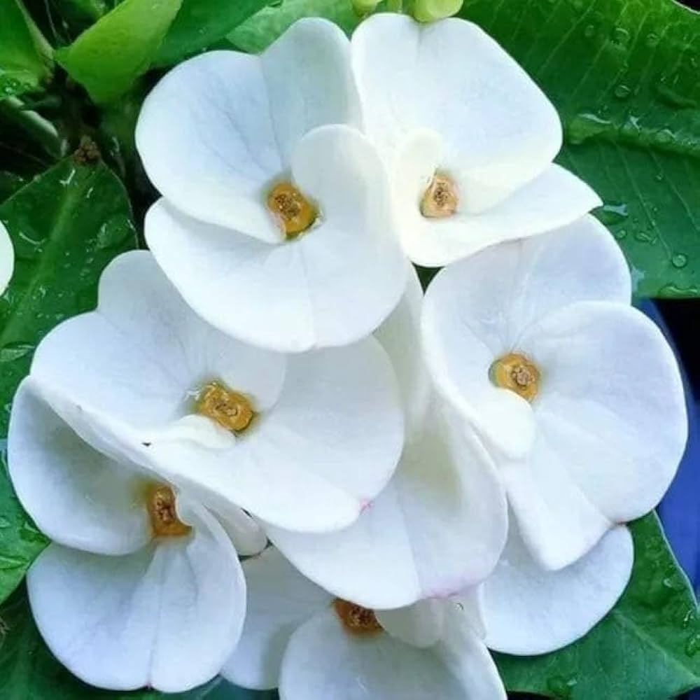 Container-Friendly Euphorbia Seeds
