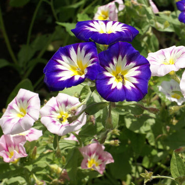 Mixed Convolvulus Flower seeds for Planting - Colorful Display, Heirloom & GMO Free Seeds for Home Garden
