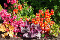 Coral Bells Heuchera Flower seeds for Planting - Wildflower Mix, Heirloom & GMO Free Seeds for Home Garden