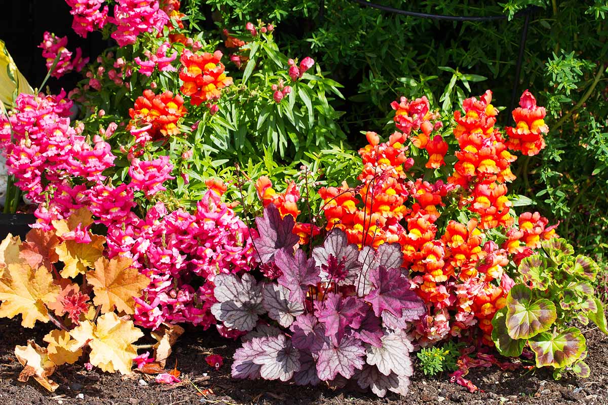Mixed Heuchera Coral Flower seeds for Planting Perfect for Borders Heirloom & GMO Free Seeds for Home Garden