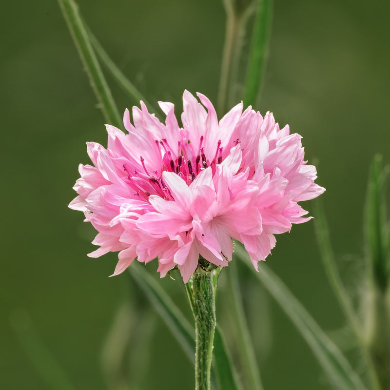 Pink Centaurea Cyanus Seeds for Colorful Cornflowers