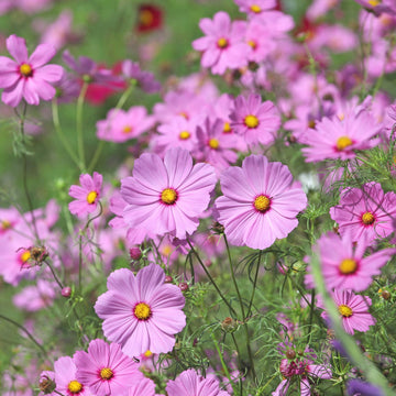 Heirloom non-GMO Pink Dwarf Cosmos seeds for decorative landscape planting.
