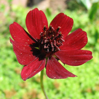 Rare perennial Cosmos flower growing in a sunny home garden with rich maroon flowers.