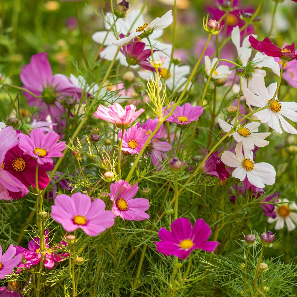 Cosmos Versailles Series Mix Seeds for Stunning Garden Flowers
