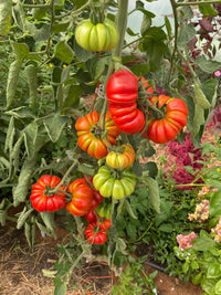 Costoluto Genovese tomato seeds for planting in home vegetable gardens.
