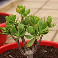 Crassula Flower seeds for Planting - Garden Favorite, Heirloom & GMO Free Seeds for Home Garden
 
 Sale for planting in home garden