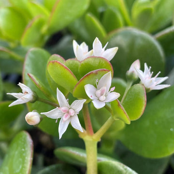Crassula Flower seeds for Planting - Garden Favorite, Heirloom & GMO Free Seeds for Home Garden