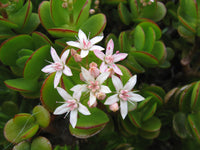 Crassula Flower seeds for Planting - Garden Favorite, Heirloom & GMO Free Seeds for Home Garden