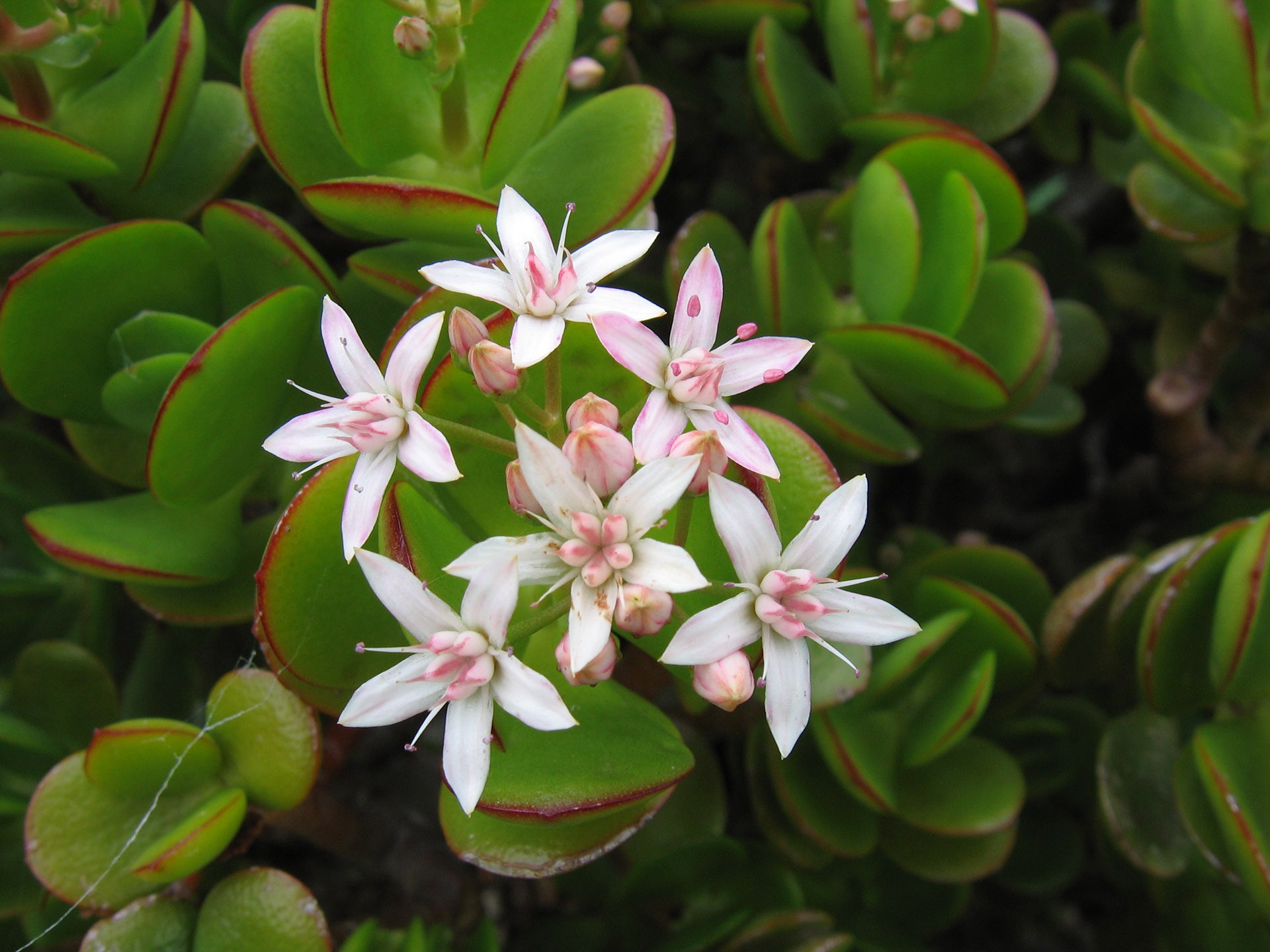 Crassula Flower seeds for Planting Fragrant Blossoms Heirloom & GMO Free Seeds for Home Garden 
 
 Sale