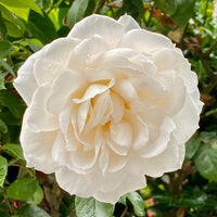 White Rose Flower seeds for Planting Seasonal Bloomer Heirloom & GMO Free Seeds for Home Garden