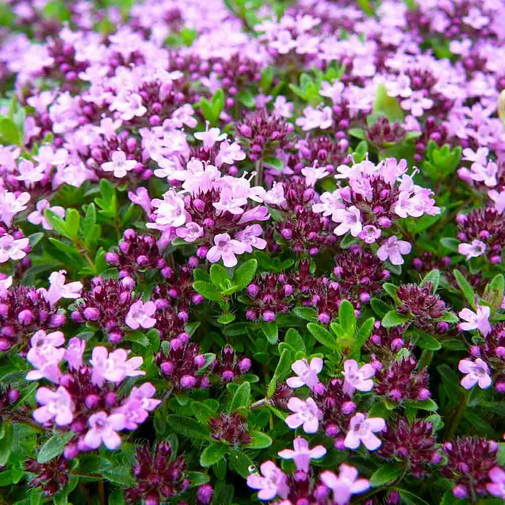 Creeping Thyme plants displaying red, purple, blue, and bright red flowers.