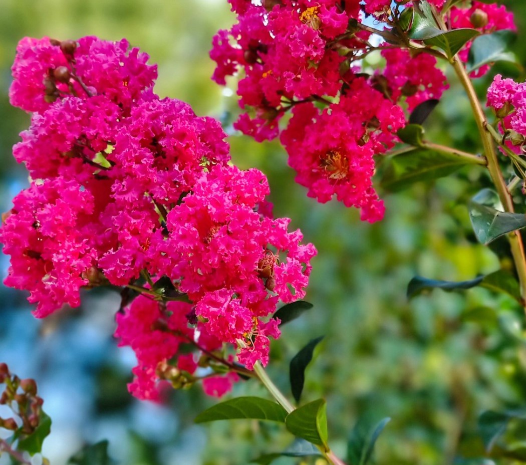 Crepe Myrtle Flower seeds for Planting - Premium Quality, Heirloom & GMO Free Seeds for Home Garden