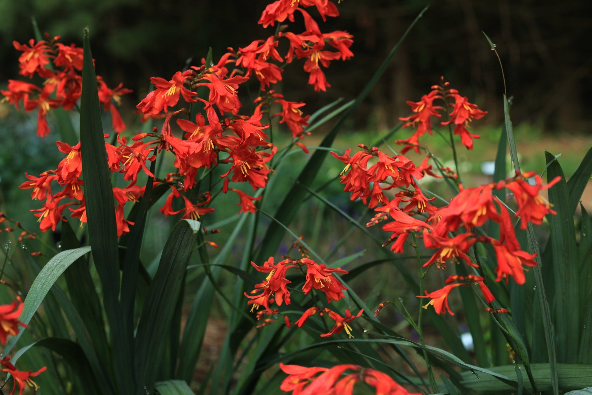 Lucifer Crocosmia Lily Bulbs with vivid red flowers