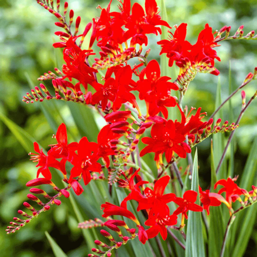 Crocosmia Flower seeds for Planting - Wildflower Mix, Heirloom & GMO Free Seeds for Home Garden