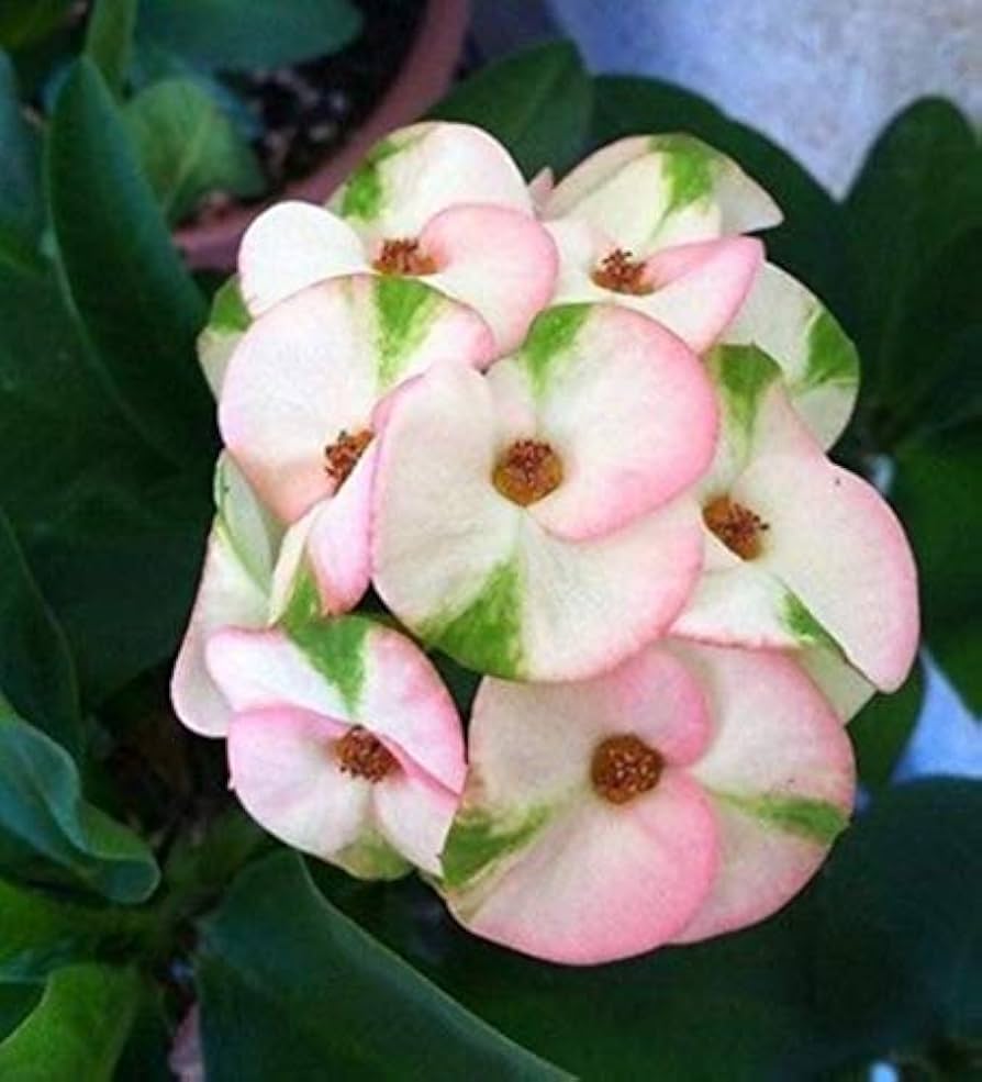 Mixed Crown of Thorns seeds for planting