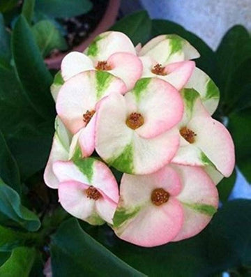 Mixed Crown of Thorns seeds for planting
