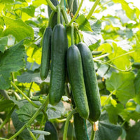 Fresh green cucumbers growing on a Carmen F1 hybrid plant in a garden.