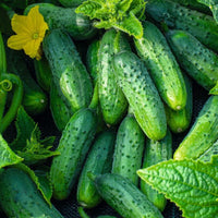 Close-up of crisp gherkin cucumbers growing on healthy climbing vines.
