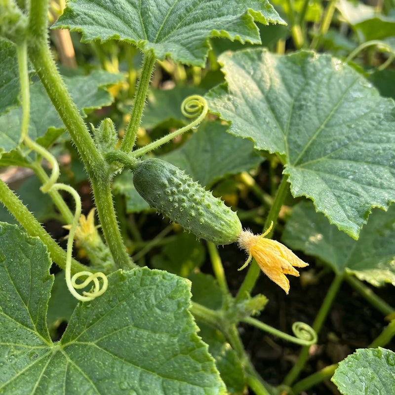 cucumber seeds