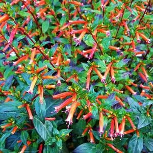 Cuphea Ignea flower seeds for colorful ornamental garden planting