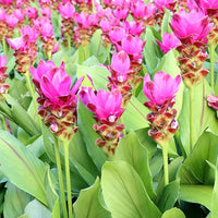 Rhizoma Curcuma Flower seeds for Planting - Wildflower Mix, Heirloom & GMO Free Seeds for Home Garden