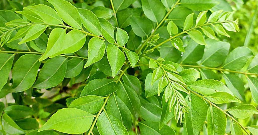 Curry leaf tree with fresh foliage growing in a home garden setting.