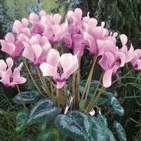 Cyclamen Light Pink Flower seeds for Planting - Garden Favorite, Heirloom & GMO Free Seeds for Home Garden
