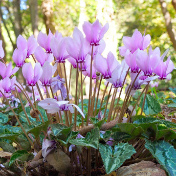 Pale Pink Cyclamen Flower seeds for Planting - Shade Tolerant, Heirloom & GMO Free Seeds for Home Garden