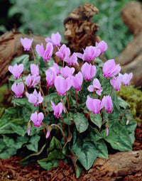 Pale Pink Cyclamen Flower seeds for Planting - Shade Tolerant, Heirloom & GMO Free Seeds for Home Garden