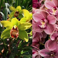 Mixed Cymbidium bulbs prepared for planting