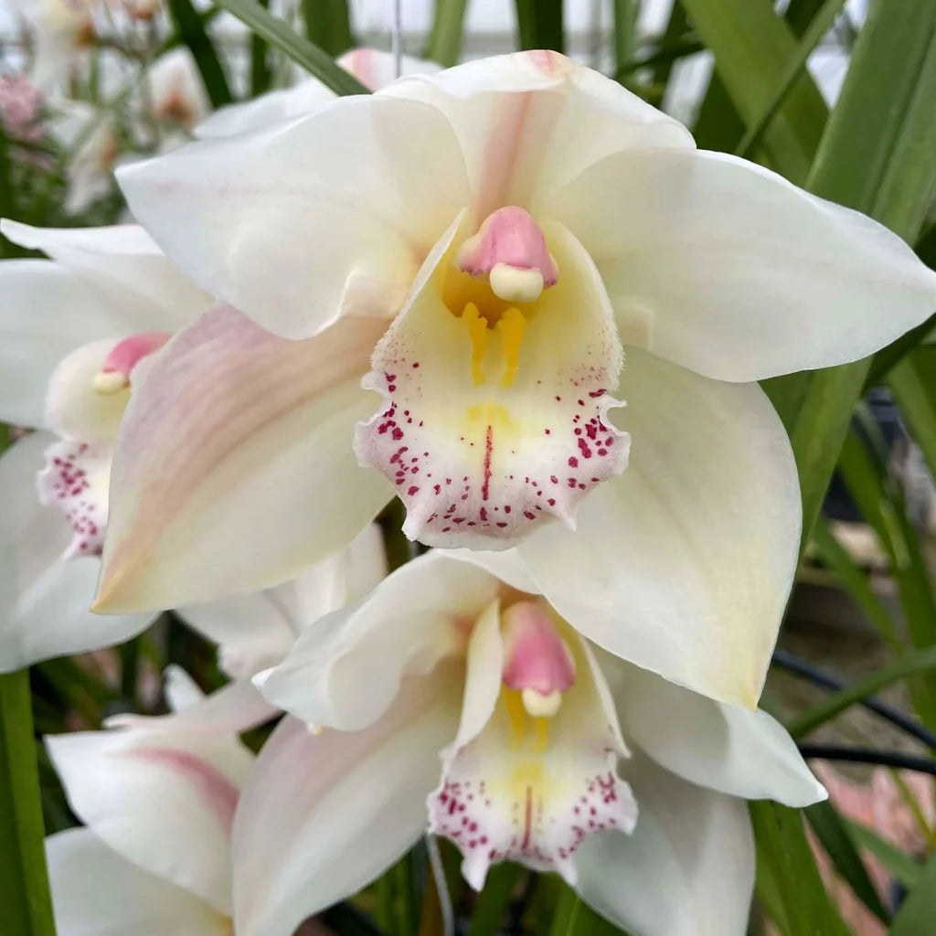 White Cymbidium Orchid Flower seeds for Planting Premium Quality Heirloom & GMO Free Seeds for Home Garden 
 
 Sale
