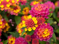 Vibrant Mixed Lantana blooms growing in a garden border with green foliage.
