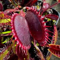 Venus Fly Trap Red Flower seeds for Planting - Pollinator Friendly, Heirloom & GMO Free Seeds for Home Garden
 
 Sale for planting in home garden.