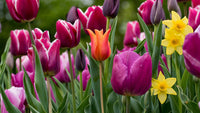 Elegant lily blooms in a colorful outdoor garden