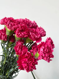Deep Pink Carnation Flower seeds for Planting - Long Bloom Season, Heirloom & GMO Free Seeds for Home Garden