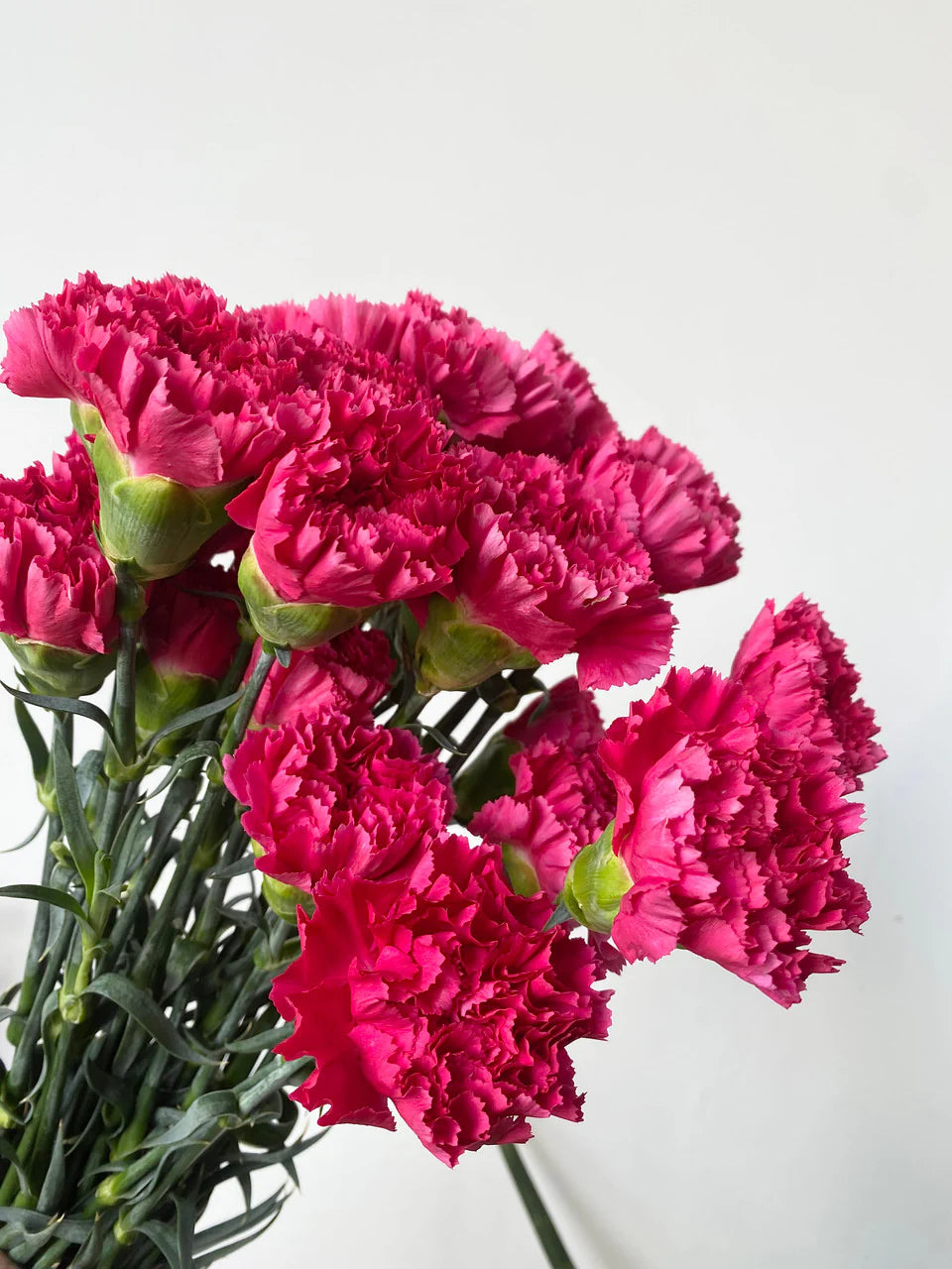 Pink Carnations Flower Seeds for Planting Compact Growth Heirloom & GMO Free Seeds for Home Garden
 
 Sale