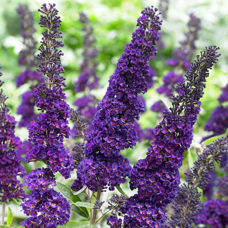 Buddleia (Buddleia Davidii) seeds for planting in home garden