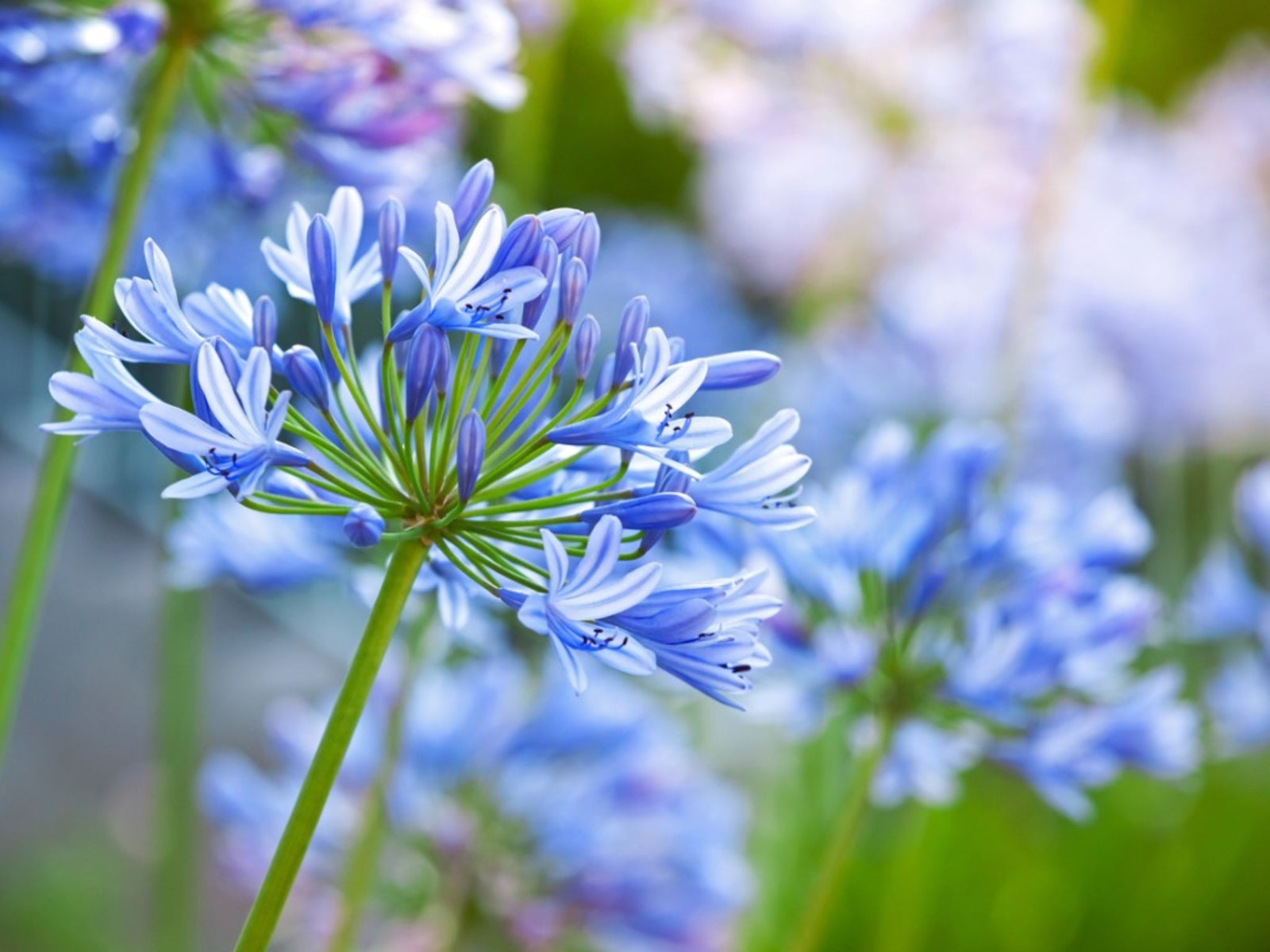 Mix Agapanthus Flower seeds for Planting - Perfect for Borders, Heirloom & GMO Free Seeds for Home Garden