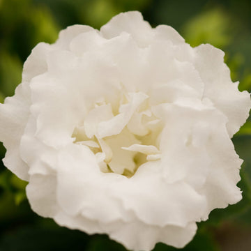 White Gloxinia Flower seeds for Planting Cottage Garden Essential Heirloom & GMO Free Seeds for Home Garden 
 
 Sale