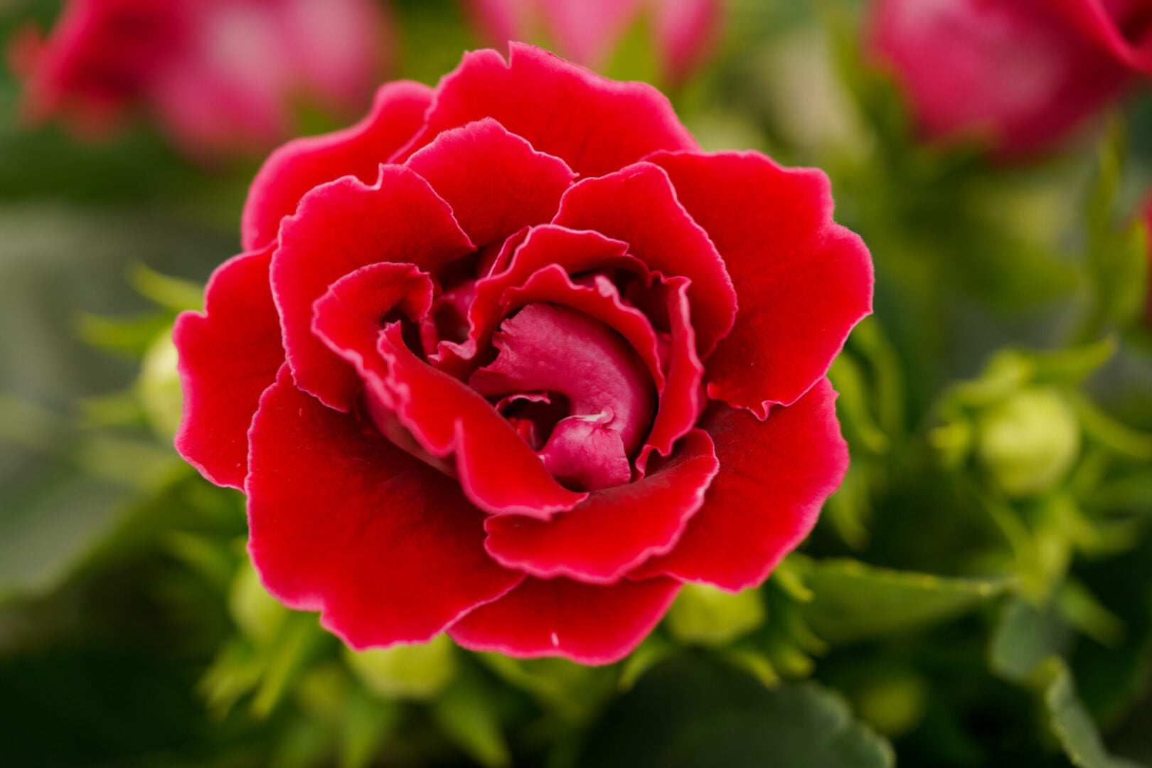 Red Gloxinia Flower Seeds Colorful Display Heirloom & GMO Free Seeds for Home Garden
 
 Sale