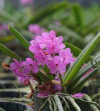 Purple Ascocentrum Ampullaceum Flower Seeds for Planting