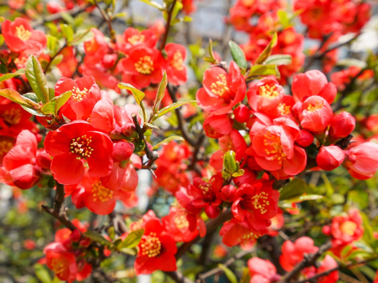 Red Quince Flower seeds for Planting - Shade Tolerant, Heirloom & GMO Free Seeds for Home Garden
