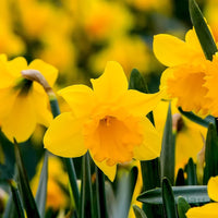 Perennial Daffodils creating a bright seasonal garden display