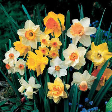 Dwarf Daffodil Narcissus bulbs for garden planting